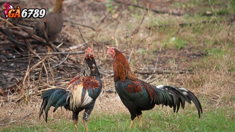 Cách chọn gà đá: Hướng dẫn nhận biết gà có tiềm năng thắng